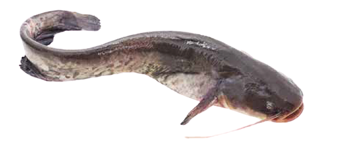 Cat Fish (Arius maculatus)